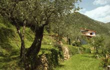 olive groves of olivetta